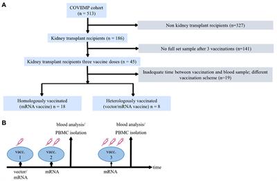 Comparable cellular and humoral immunity upon homologous and heterologous COVID-19 vaccination regimens in kidney transplant recipients